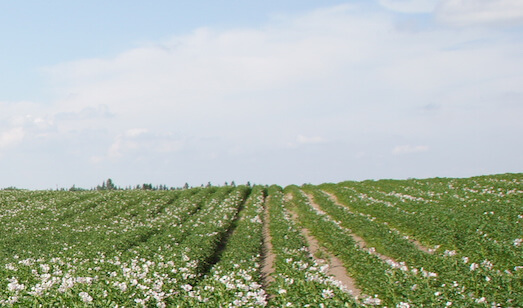 A passion for farming helps Little Potatoes grow