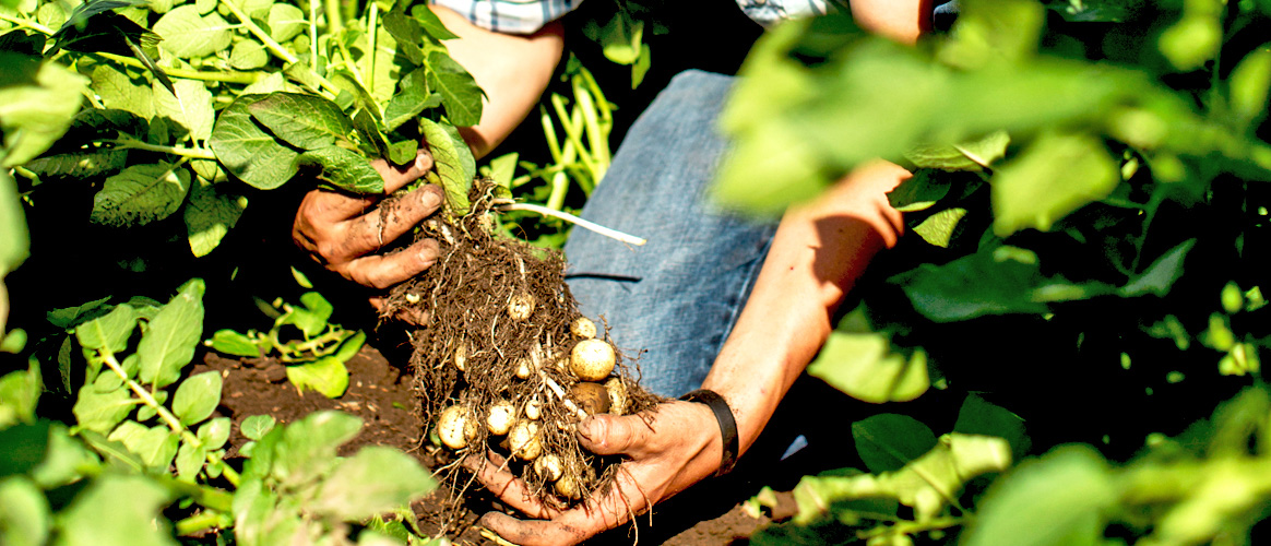 Gardening tips from the pros